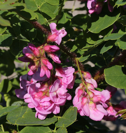  Borstenakazie Macrophylla 80-100cm - Robinia Hispida