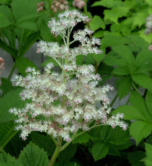  Rodgersie Spitzentänzerin - Rodgersia Henrici