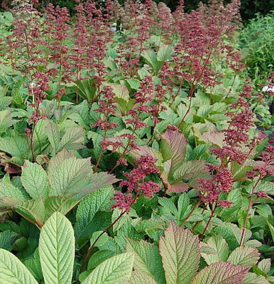  Rodgersie Henrici - Rodgersia Henrici