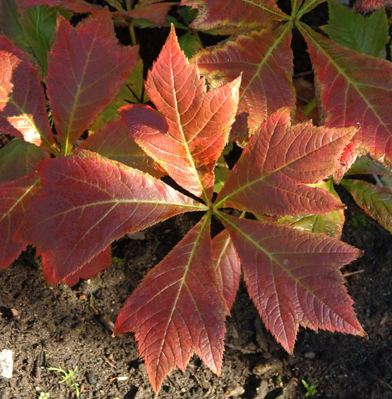  Gestieltblättriges Schaublatt Rotlaub - Rodgersia Podophylla