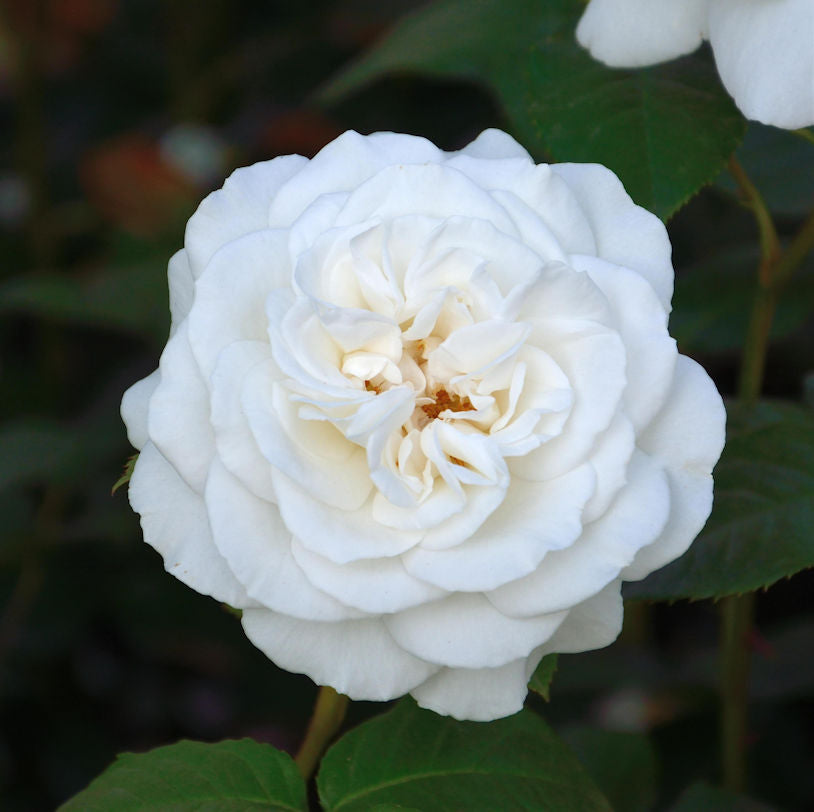  Edelrose Annapurna 30-60cm