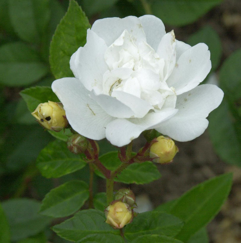  Minirosen Colibri 15-20cm