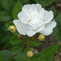  Minirosen Colibri 15-20cm