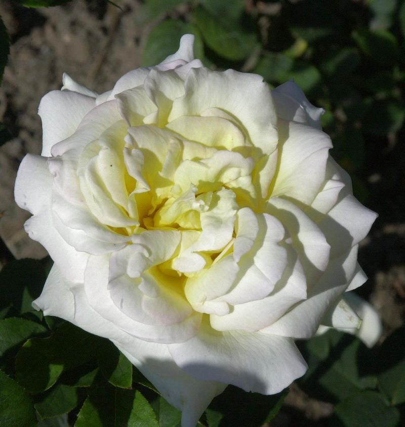  Kletterrose Alaska 30-60cm