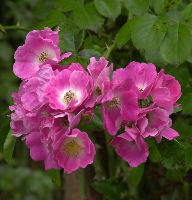  Kletterrose American Pillar 30-60cm