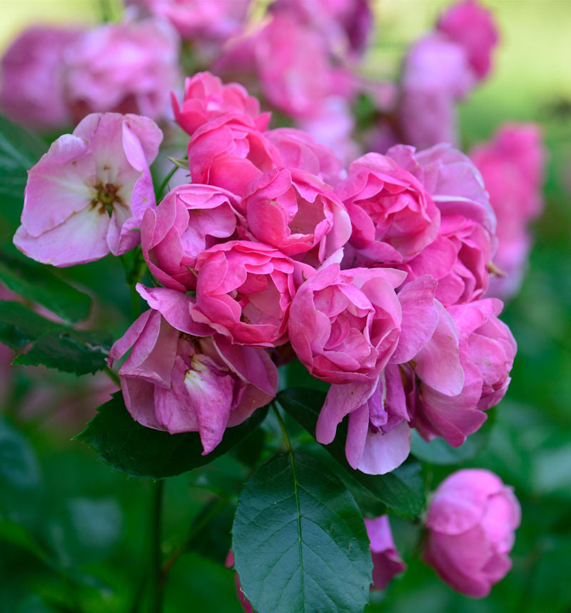  Strauchrose Angela 30-60cm