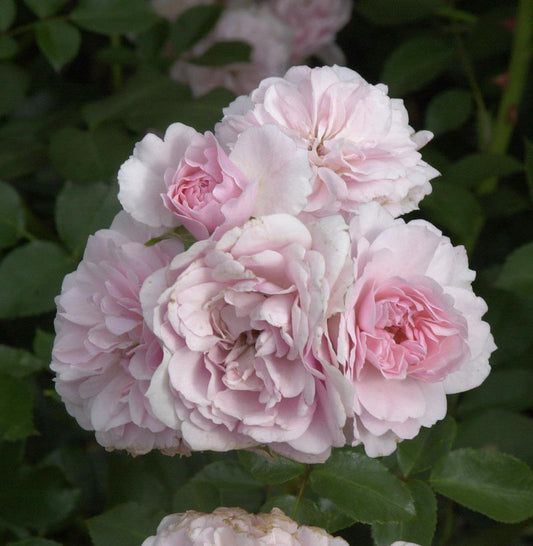  Floribundarose Bonica 30-60cm