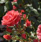  Floribundarose Cherry Girl 30-60cm