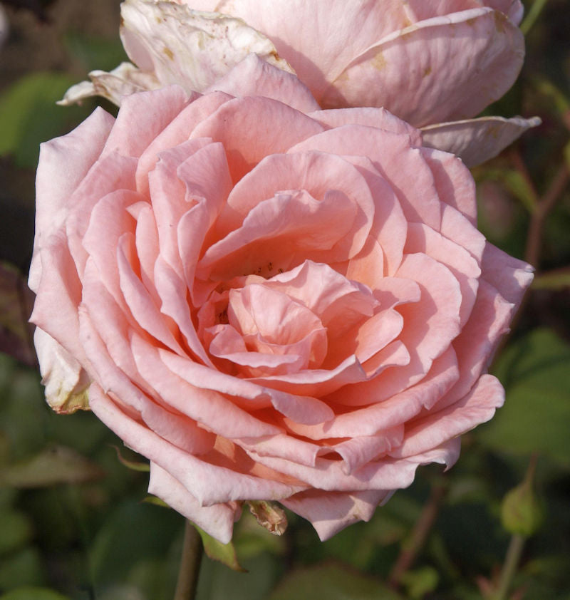  Edelrose Desiree 30-60cm