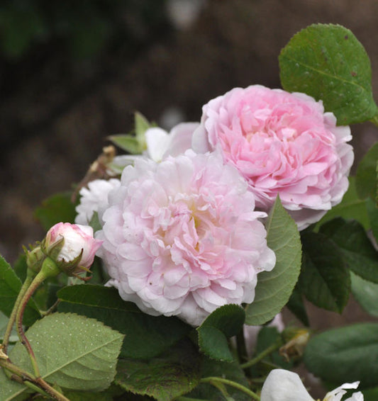  Historische Rose Duchess De Montebello 30-60cm