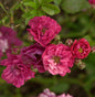  Bodendeckerrose Fairy Dance 20-30cm
