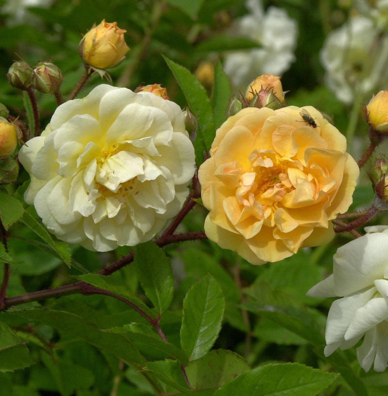  Hochstamm Rose Ghislaine De Feligonde 80-100cm