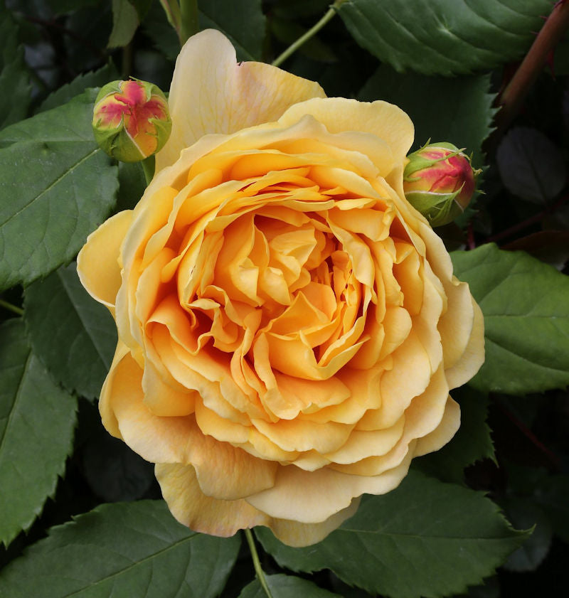  Englische Rose Golden Celebration® 30-60cm