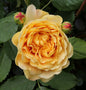  Englische Rose Golden Celebration® 30-60cm