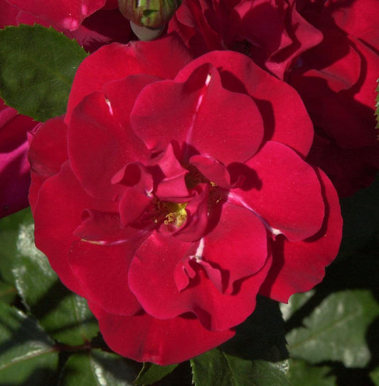  Floribundarose Gruß An Bayern 30-60cm