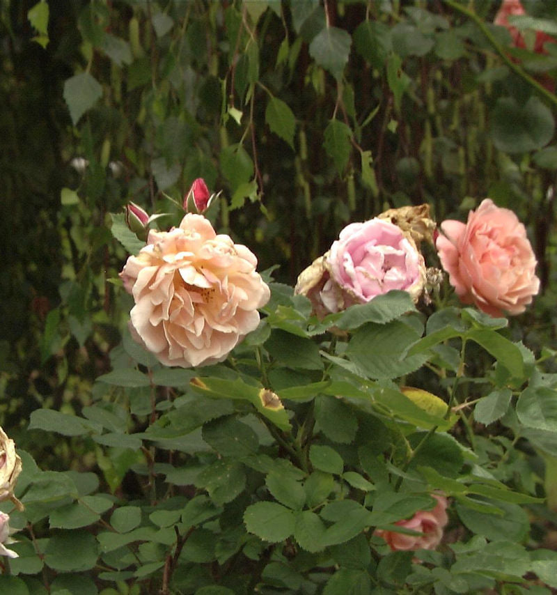  Floribundarose Hansestadt Rostock® 30-60cm