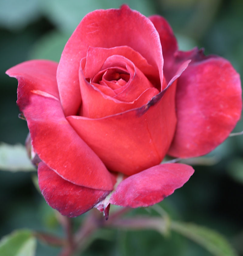  Hochstamm Rose Hot Chocolate 80-100cm