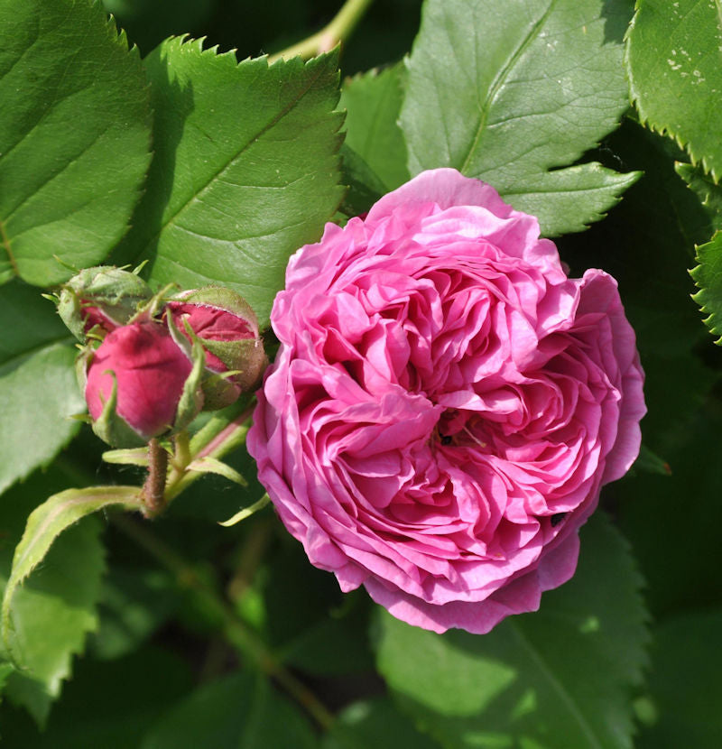  Historische Rose La Reine Victoria 30-60cm