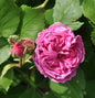  Historische Rose La Reine Victoria 30-60cm