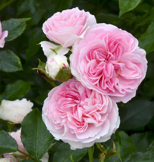  Strauchrose Larissa 30-60cm