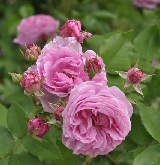  Historische Rose Louise Odier 30-60cm