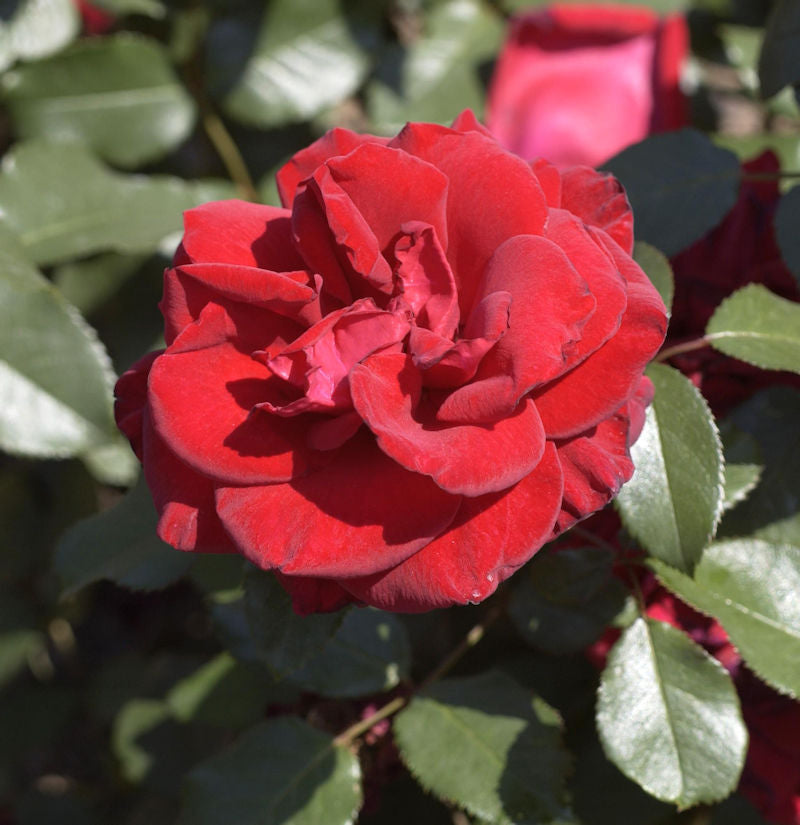  Edelrose Miss Schweiz 30-60cm