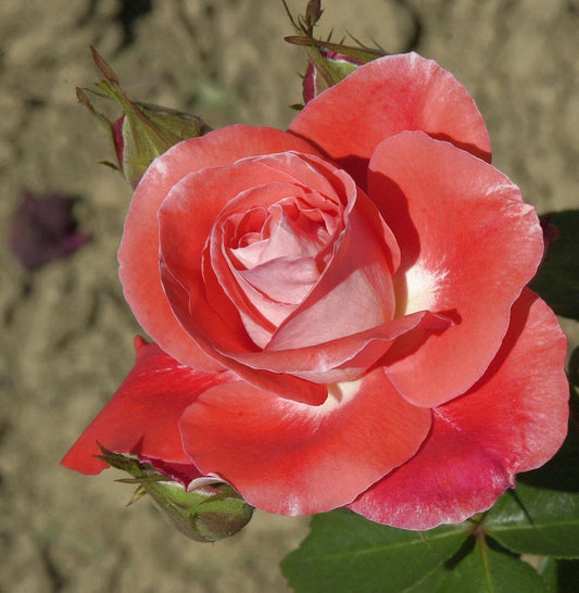  Edelrose Modern Art 30-60cm