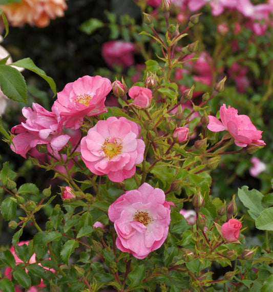  Bodendeckerrose Neon 20-30cm