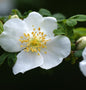  Parkrose Omeiensis Pteracantha 30-60cm