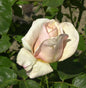  Duftrose Paul Ricard 30-60cm