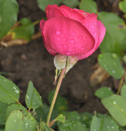  Floribundarose Planten Un Blomen 30-60cm