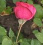  Floribundarose Planten Un Blomen 30-60cm