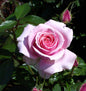  Floribundarose Poesie 30-60cm