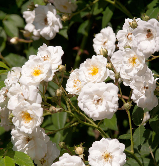  Kletterrose Rambling Rector 30-60cm
