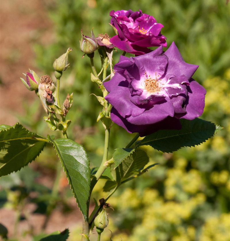  Hochstamm Rose Rhapsody In Blue® 80-100cm