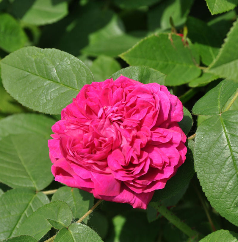  Hochstamm Rose Rose De Resht 80-100cm