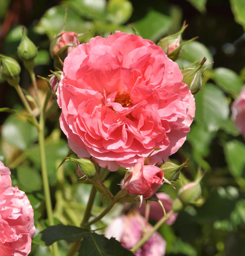  Hochstamm Rose Rosarium Uetersen® 80-100cm