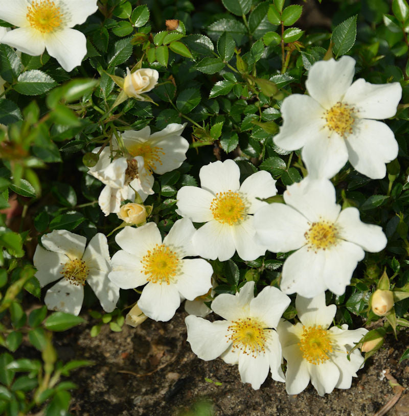  Minirosen Sonnenröschen 15-20cm