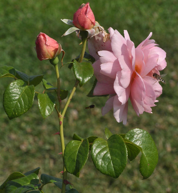  Englische Rose Strawberry Hill 30-60cm
