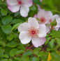  Floribundarose Sweet Pretty 30-60cm