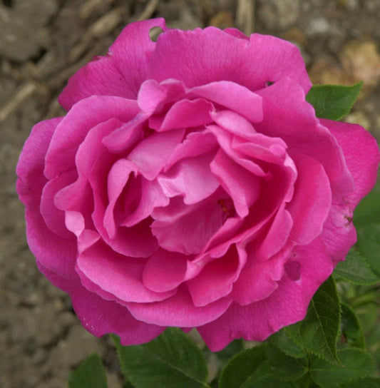  Historische Rose Ulrich Brunner Fils 30-60cm