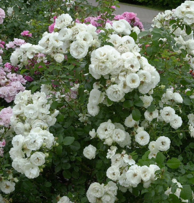  Strauchrose Weisse Wolke 30-60cm
