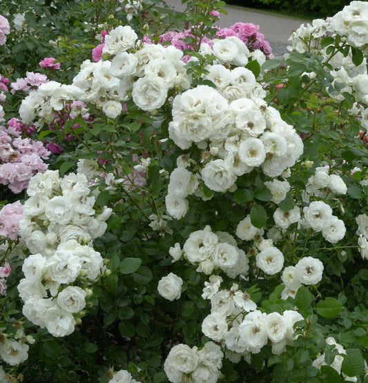  Strauchrose Weisse Wolke 30-60cm