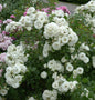  Strauchrose Weisse Wolke 30-60cm