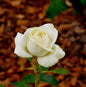  Bodendeckerrose White Cover 20-30cm