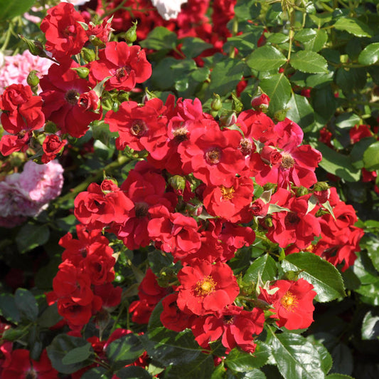  Floribundarose Alpenglühen 30-60cm