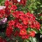  Floribundarose Alpenglühen 30-60cm