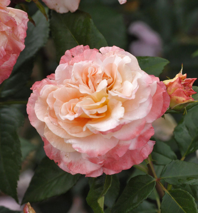  Hochstamm Rose Augusta Luise® 80-100cm