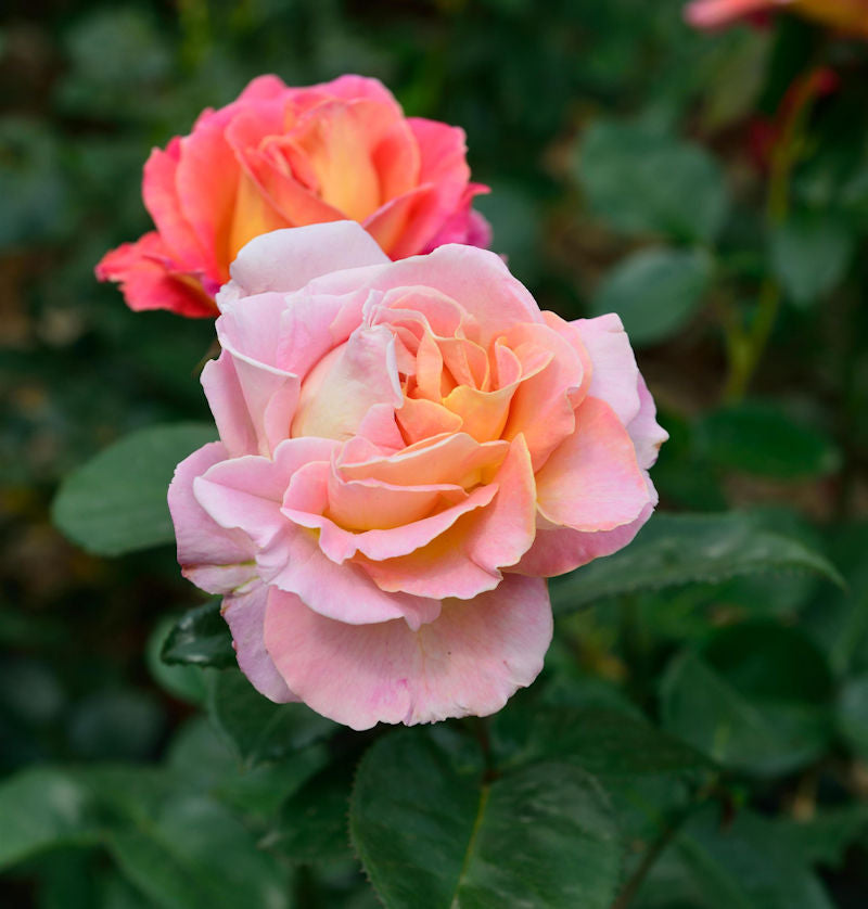  Duftrose Elle® 30-60cm