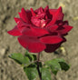  Kletterrose Florentina® 30-60cm